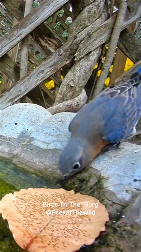 Bluebird Drinking from Bird Bath | Birds In The ’Burg 🐦 Williamsburg Virginia #HiBird