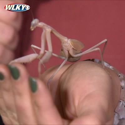 16K views · 207 reactions | CREEPY CRAWLIES!  Would you dare hold this Giant Asian Mantis? The Idlewild Butterfly Farm in Louisville is now hosting its "The Creepy Things" tour and we got an up-close and personal experience with some really big bugs. Learn more here: https://bit.ly/3AWHP3C | WLKY News | Facebook