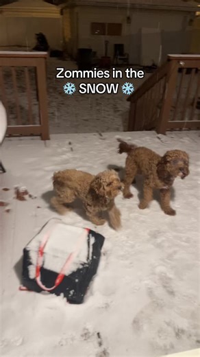 Cavapoo's Joyful Snow Playtime Moments
