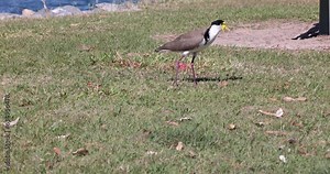 Masked lapwing foraging for food in it's natural habitat near Tweed River, New South Wales, Australia