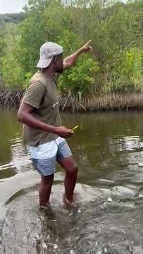 The magic of mangrove forests