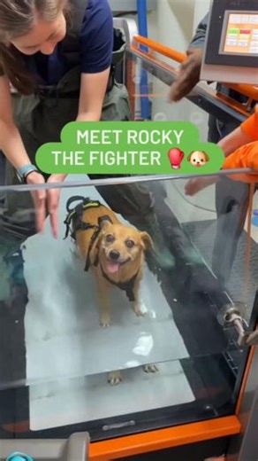 146K views · 10K reactions | Recovery is possible for dogs like...