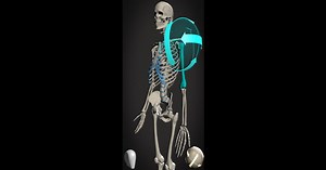 Download and run Skelly: Poseable Anatomy Model on PC & Mac (Emulator)