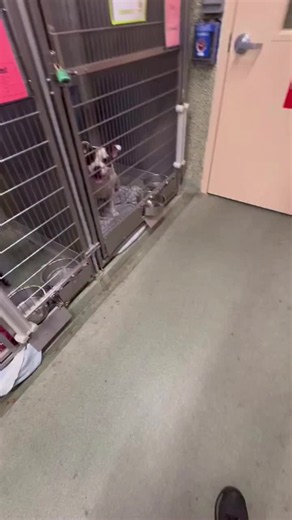 Ducky the Terrier Mix Adoption — Friendly 1.5-Year-Old Needs Home