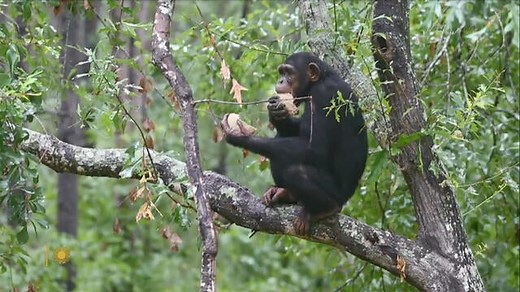 Chimp Haven, the world's largest chimpanzee sanctuary