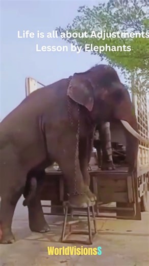 🐘✨Cutest Elephants 🐘❤️ Teaching Us Life Is All About Adjustment; Heartwarming Short💞💛 #CuteElephants