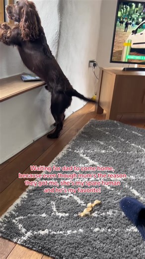 Rupert the crazy working cocker spaniel what even in a holiday cottage in Cornwall? He has anxiety when I went out to empty the bins. #dogsoftictok #funnydog #spaniel #cockerspaniel #workingcockerspaniel