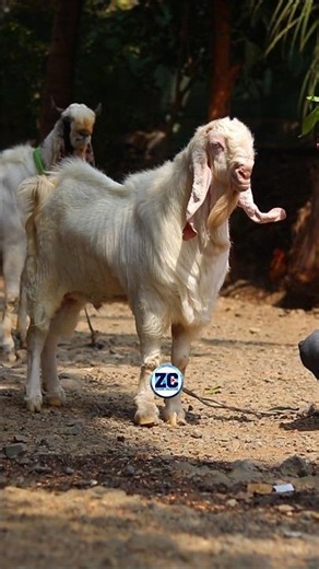Sabse Sundar Bakra😍 #bakraeid #bakraeid2026 #bakraeidspecial #bakra #goats #trending #biggoats