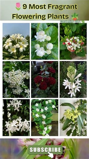 🌺 9 Most Fragrant Flowering Plants 🌸 | Fill Your Garden with Natural Perfume 🏡✨ #Shorts