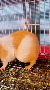 75K views · 586 reactions | Close-up of a mother guinea pig giving birth  #guineapig #guineapigs #pets #cutepet #petlover #pet #cute | Ychuan.pet | Facebook