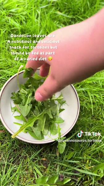 Titan LOVES dandelion leaves and thistle! He’s also eating much better with his recently trimmed beak 🫶🏼 a deep clean for his enclosure is on its way as he’s managed to make a mess already… . . . . #tortoise #exoticpets #reptile #tortoisesoftiktok #turtle