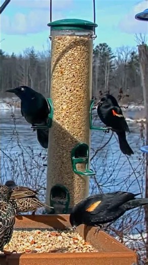 Red-winged Blackbirds Return To Cornell Lab FeederWatch Cam