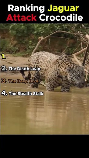 Ranking Jaguar vs Crocodile: 4 Insane Hunting Moments! 🐆🐊