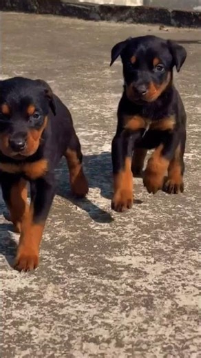 call 8810623046 today Doberman strong guard heavy structure protection puppy #trained#doberman#dog