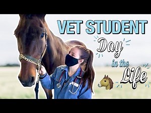 DAY IN THE LIFE OF A VET STUDENT: equine physical exams + burnout and mental health breaks!