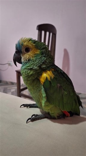 Videos de poly (@poly_laplata) con “sonido original - poly”