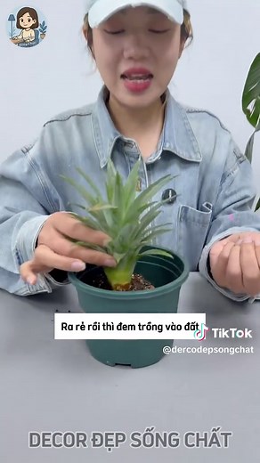 Trồng cây ăn quả tại nhà: cách ghép dứa, thanh long, chuối dễ nhất