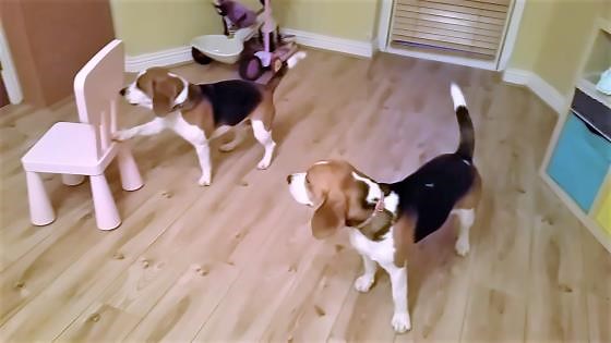 Beagle tries to play dead but chair gets in the way