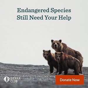 Most Americans support the Endangered Species Act but anti-environmental lawmakers and the profit-hungry fossil fuel industry are trying to weaken crucial protections for wolves, manatees & more so they can destroy more critical ecosystems for oil and gas extraction. The Sierra Club is fighting against these attacks and for these iconic animals who need our help. | Sierra Club