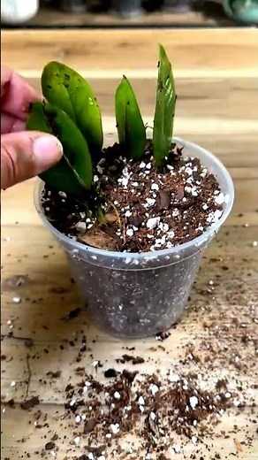 This DIY Water Method Grows ZZ Plants From Leaves #zzplant #plantpropagation #hack