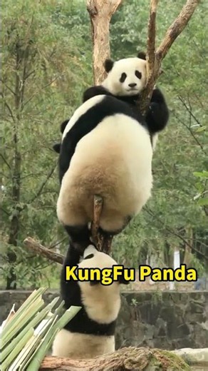 This panda's strength is absolutely ridiculous #panda #strong #cute
