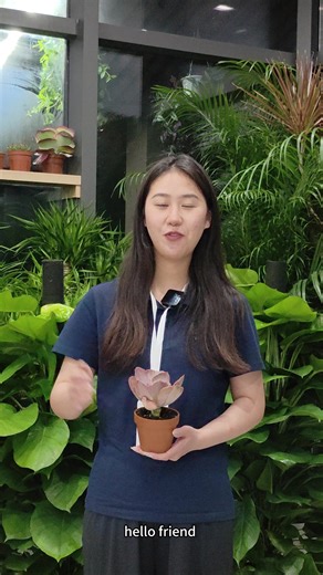 Step into Our Indoor Plants Green intertree.garden Showcase From tropical foliage to architectural greenery, our display area brings together the best of China's ornamental plants — ready to meet the world. # Lush. Vibrant. Export-ready. Visit, select, and ship with confidence. • Origin: China | Serving global markets | #GreenPlants #ChineseNursery #PlantExport #IntertreeGarden #LandscapingPlants