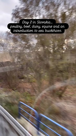 Day 2 in Slovakia and visits to 3 fascinating farms. The Goodall cohort saw poultry, dairy, beef and a fantastic farm shop run by a small cooperative to start. Then onto an amazing agri-tourism business that’s diversified successfully with the addition of livery horses and a small sea buckthorn production facility. After lunch, our final visit to a beef farm finishing bulls, before heading back to Banska for a fantastic dinner. Brilliant conversations with our generous hosts and plenty of shared