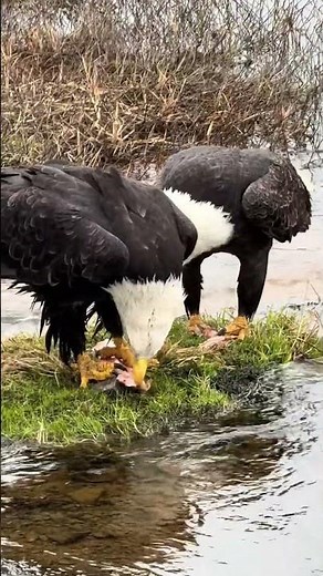 When eagles gather… it’s survival of the strongest