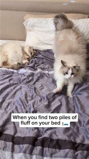 why is a cat stretching to say hi like the cutest thing ever though? 😭 #cats