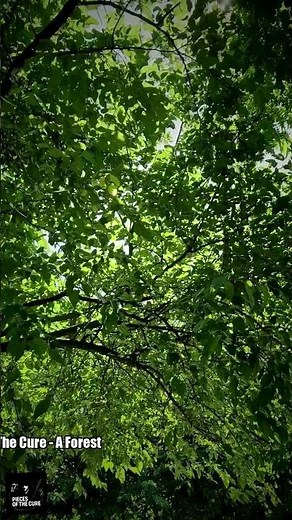 The Cure - A Forest