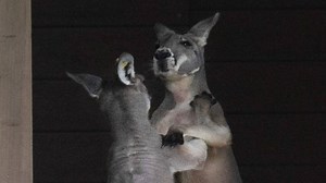 Punch Drunk and Boxing Free: Part 7