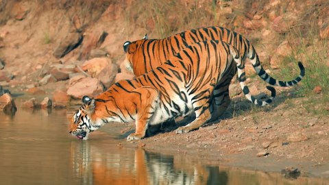 Australian man gets killed by a kangaroo that he kept as a pet