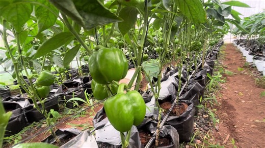 Bigger Bell Peppers: Greenhouse Farming Success