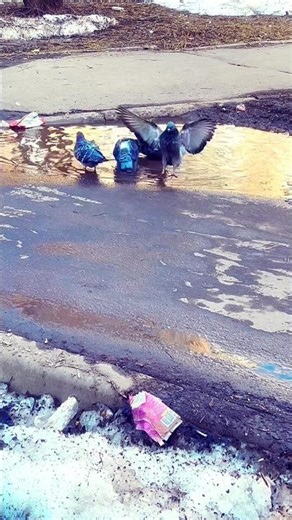 Cute Pigeons Bathing in Spring Puddle 🌸 | Relaxing Taylor Swift Vibes#SpringPuddle
