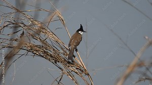 Red-whiskered Bulbul bird in Thailand and Southeast Asia.