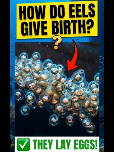 How Does An Eel Fish Give Birth To It's Babies ? 😱