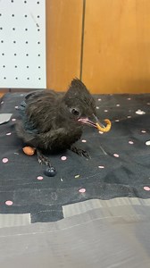 Which option will the Stellar’s Jay go for? A berry, nut, or mealworm? Take a quick guess! . . Surprise—it’s the mealworm! These striking blue and black birds are not only a delight to the eyes, but they also play a crucial role in their ecosystems. One of the most interesting aspects of their behavior is their diverse diet. Steller's Jays are known as opportunistic omnivores, which means they have a varied appetite. They feast on a wide array of foods, including fruits, insects, nuts, seeds, an