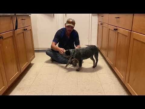 Blue Heeler Puppy Training