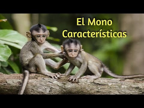 El Mono - Características. Su cola les funciona como un dedo.