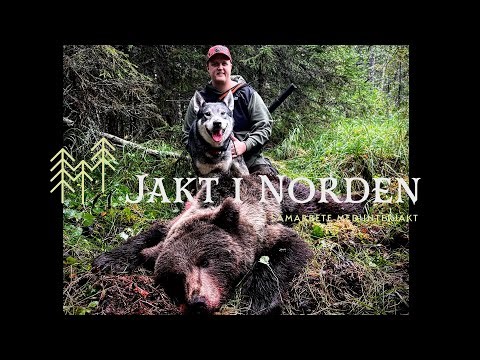 Jakt i Norden - Björnjakt med bröderna Ståndfast´s