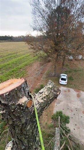 Couple of pine removals and elevating (2) sycamore trees, like we were never there! #ats #treeservice #freeestimates📲#treeremoval🪓🌳 | Affordable Tree Service & firewood