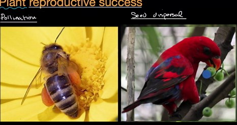 Plant reproductive success