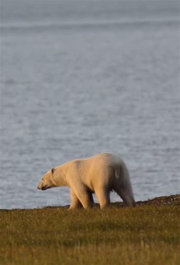 The king of the Arctic: Polar bear – stunning wildlife photography