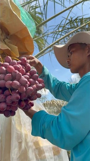 Preecha Date Palm Garden Nonthaburi Province Thailand Harvesting day