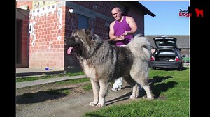 21K views · 638 reactions | Jozo Dogs KENNEL NUMBER -1 | Jozo Dogs | Facebook