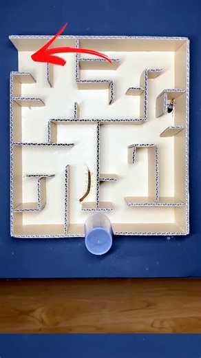 Beetle vs. Centipede: Who Escapes First?! 🪲🏁