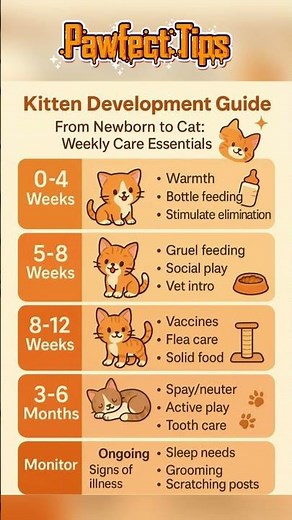 Kitten Development Guide 🐱 | Week-by-Week Care Tips for Healthy Growth