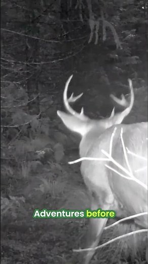 DAYTIME DEER: Uncovering Forest Secrets with Expert Chris! #shorts