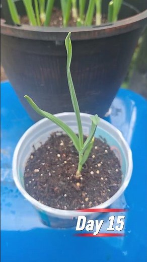 How To Grow Garlic & Onions In 15 Days 🏡✨