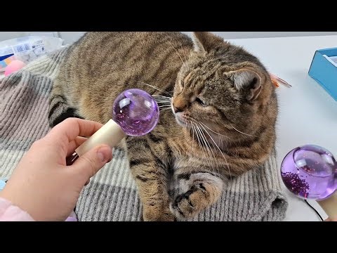 3 minute ASMR SPA with my cat